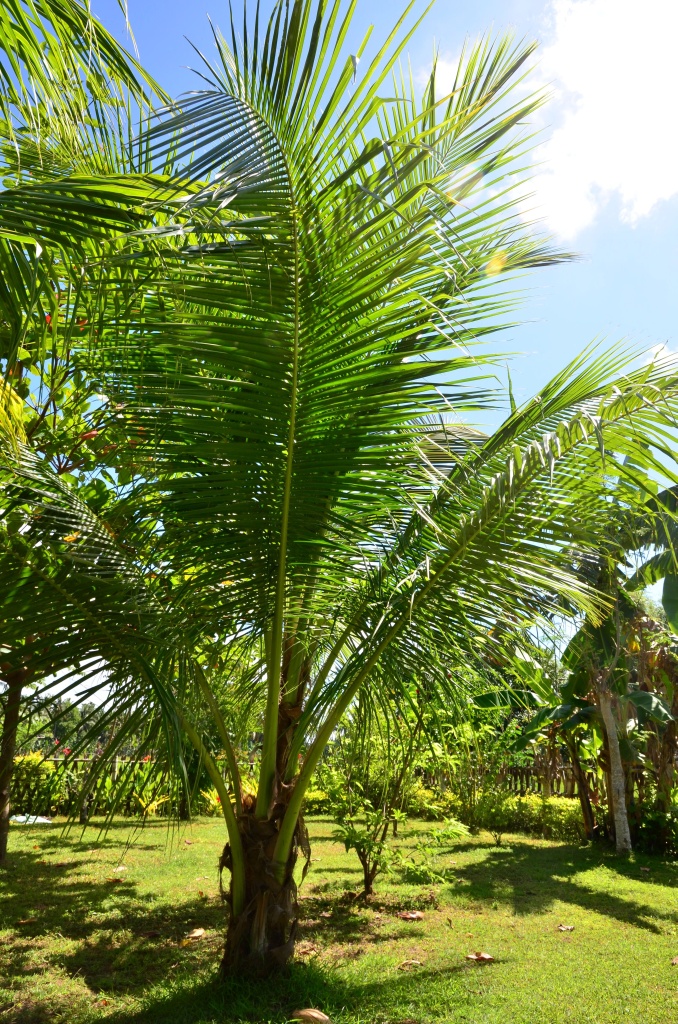 Argao house palm in garden